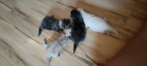 maine connection Persian mix / selling all kittens and parents