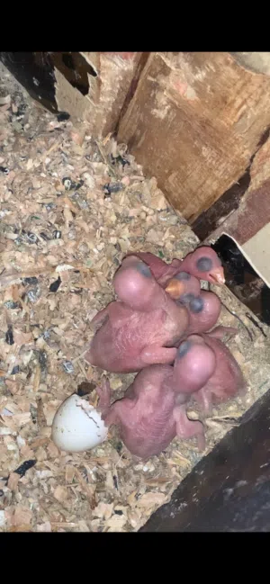 فروخ بغيغاء الدره غر