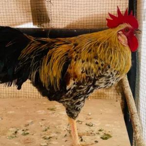 ديك بلدي جميل للبيع