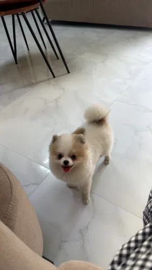 بومارنين العمر شهرين