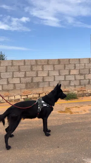 نتايه مكسيكيه مضمونه بيع او افاري