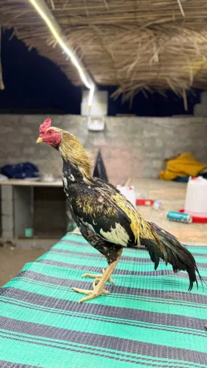 بيع طير باكستاني