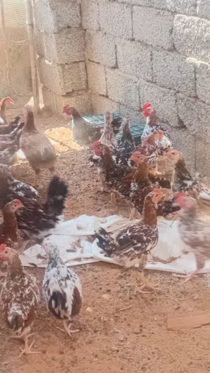 السلام عليكم  فرريج زهري هجين سايكس ربي يبارك  العداد تقريبا 60 العمر 3شهور  السعر 15