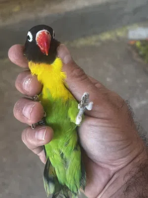 كوبيه برسوناتا منتجه