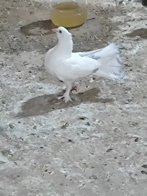 طيور زينه شلعه وحده ب15