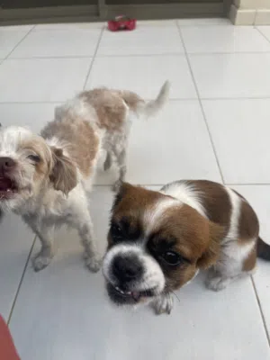 Puppies- Shitzu and mixed