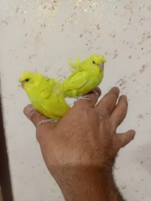 طيور للبيع عصفور
