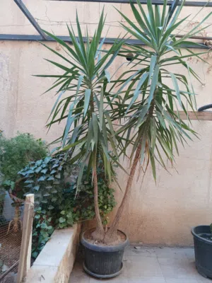 شجر زينة حجم كبير بسعر مغري