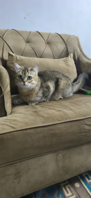 British short hair cat for 300/sr