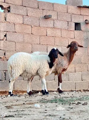 ثلاثه نعاج والدات ضنوتهم محاديتهم 8500  سنهم زوز سداس وحده كيف بتجمع