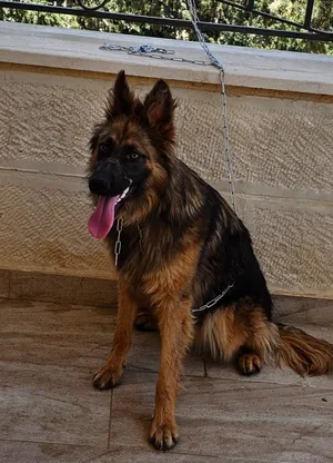 German Shepherd1