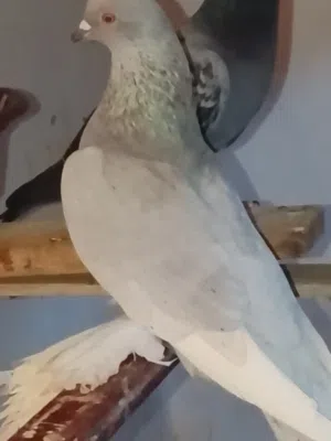 ذكر رصاصي الله ابارك  للبيع