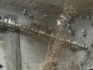 يوجد لدي مزرعة طائر فنك(زيبرا) للبيع مزرعه كامله 300جوز....جوز ع