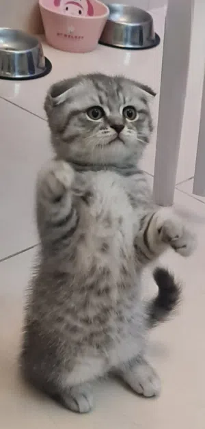 Super pure scottish fold short hair  all are male for adobtion in dubai with fee
