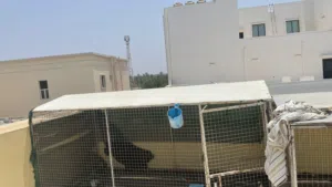 قفصين جيدات