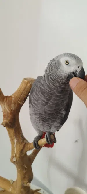 ببغاء للبيع