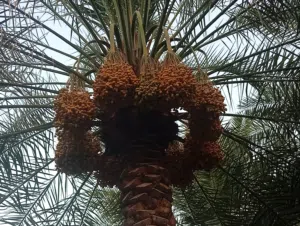 خلاص عماني