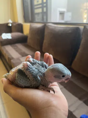 للبيع فرخ درة نيبالي سوبر جامبو يقبل غر