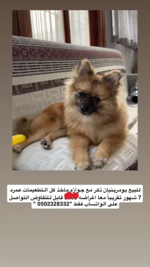 كلب لطيف لعووووب جدااا