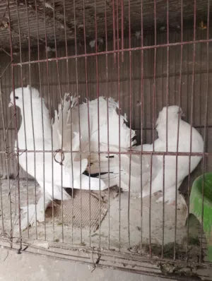 عرايس ثنين فحله بيع او مراوس