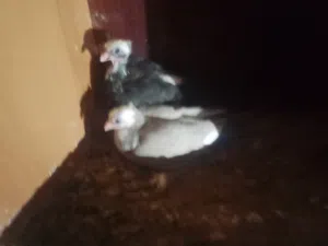 السلام عليكم حمام ربي يباركلك للبيع