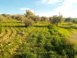 Farm Land for Sale in Madaba Al-Faisaliyyah