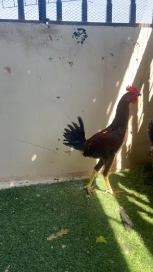 موجود ديك اصيل للبيع او للبدل