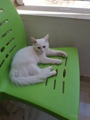 قط انجورا تركي
