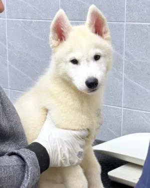 Top quality husky puppies يراوه هاسكي مستوى عالي