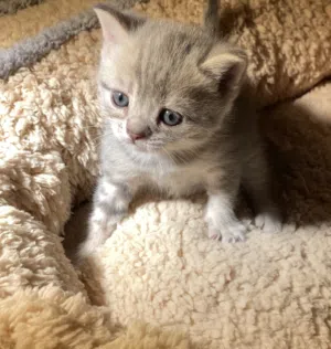 كيتين سكوتش ستريت بيور