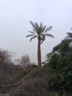 حدائق ونخيل وأشجار