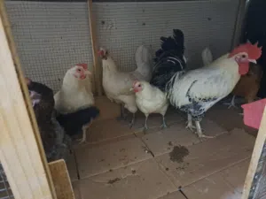 chicken and guail for sale