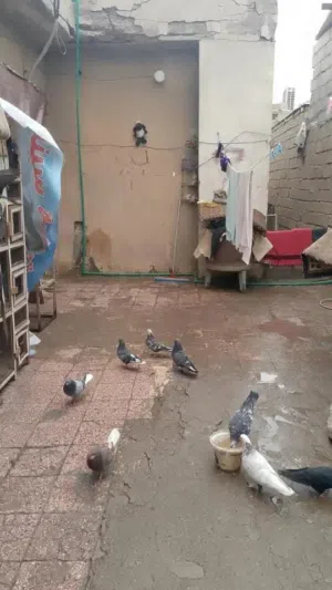    Townhouse for Sale in Basra Dur Nuwab Al Dubat