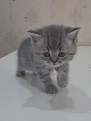 سكوتش برتش شورت هير