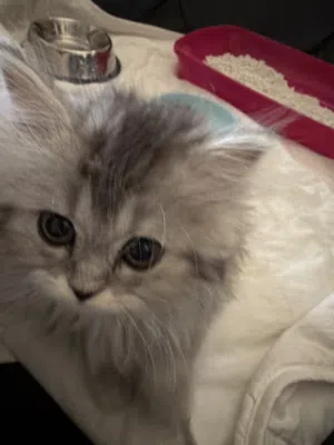 Cats boy and girl they love to play they are main coon and British