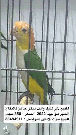 للبيع ذكر كايك وايت بيلي جاهز للانتاج