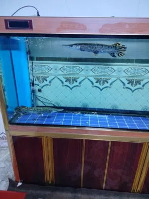 حوض سامب متر ونص عملاق شركة كامري
