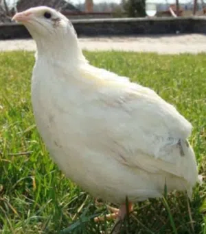 سمان للبيع اللون الأبيض