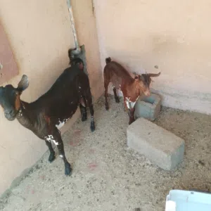 شاه صلاليه مع بنتها
