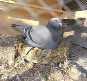 مطلوب جميع انواع الحمام الزينه