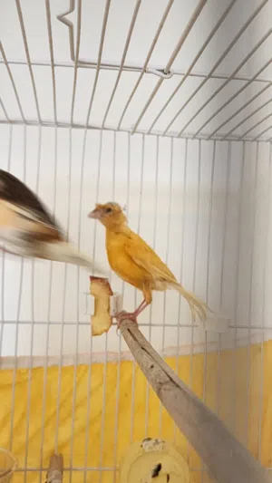 Canary birds for sale