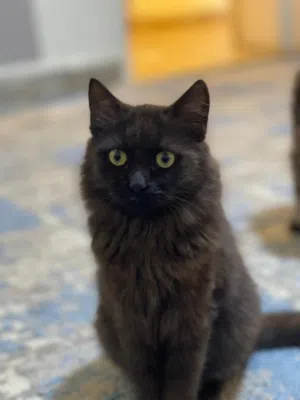 قط ذكر للتبني مكس عمر سنة للتبني