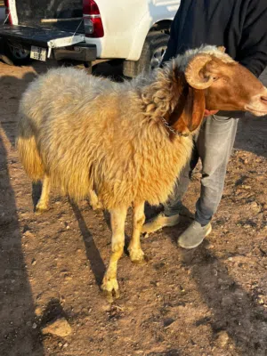 كبش عواس كفاله على ردد السن موقع الحبات جديد ولسا ما طلع ريشه الحبه