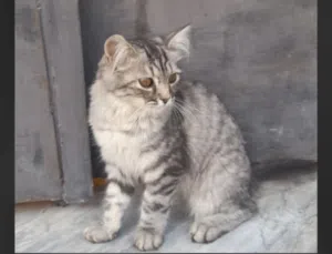 قط شيرازي ربي يبارك