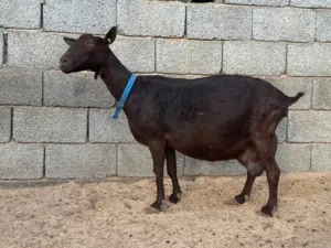 مطلوب ماعز مرسيانو