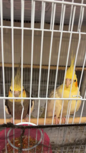 زوج كوكتيل منتج