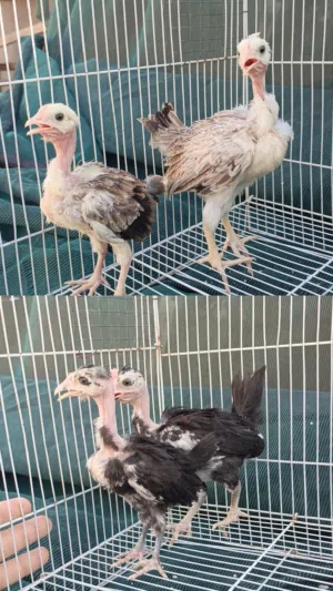 متاح زوجين افراخ ابو ركيبه
