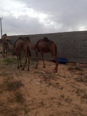 بسم الله ماشاءالله ناقه بقعودها