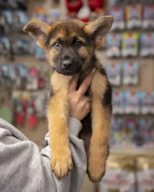 جيرمن وورك لاين شعر قصير انثى ..تصلح للحراسه وذكيه جدا..جميع اللقاحات اللازمه وجرعه الدود ومايكروشيب