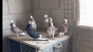 ‏حمام‏0